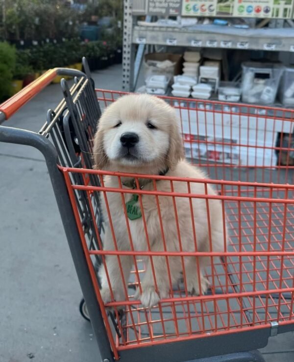 Charlie – The Playful Explorer   (8 weeks) - Image 2