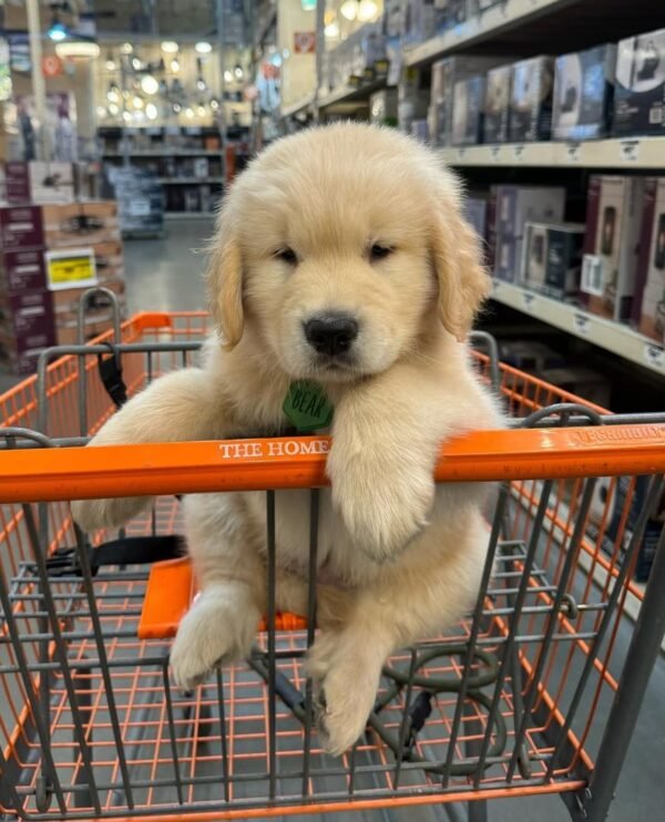 Charlie – The Playful Explorer   (8 weeks)