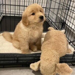 Tucker – The Smart & Curious One   (8weeks)