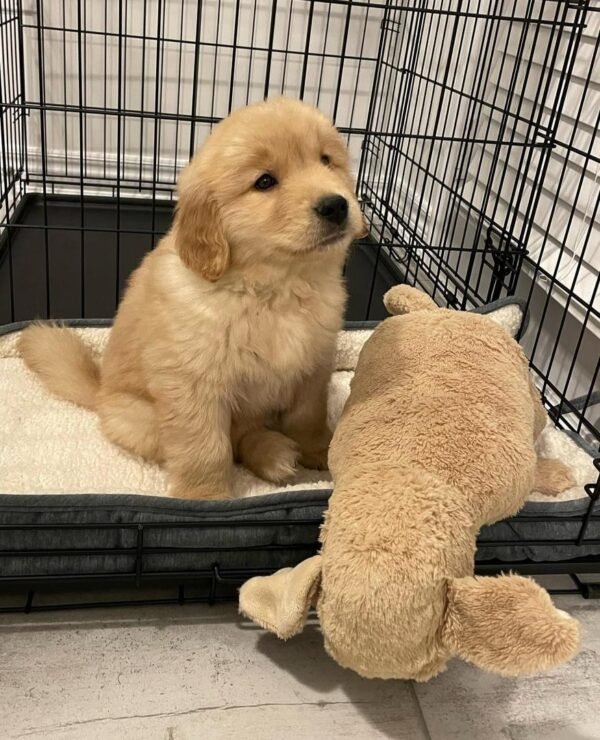 Tucker – The Smart & Curious One   (8weeks)