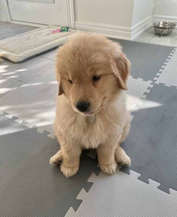 Rosie – The Loving Snugglebug    (8weeks) - Image 2
