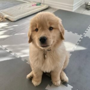 Rosie – The Loving Snugglebug    (8weeks)