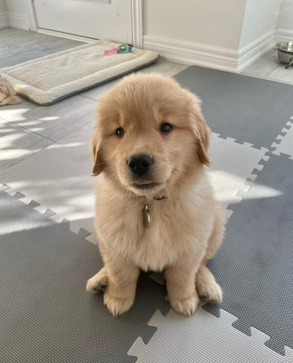 Rosie – The Loving Snugglebug    (8weeks)