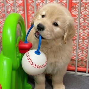 Bella – The Gentle Beauty   (8weeks)
