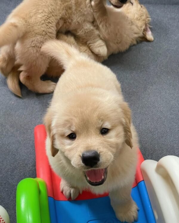 Bella – The Gentle Beauty   (8weeks) - Image 2
