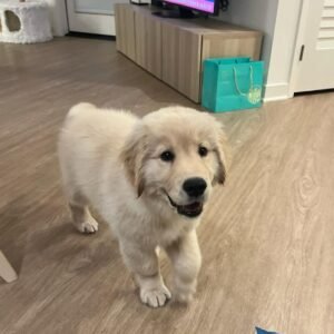 Max – The Loyal Friend   (8weeks)