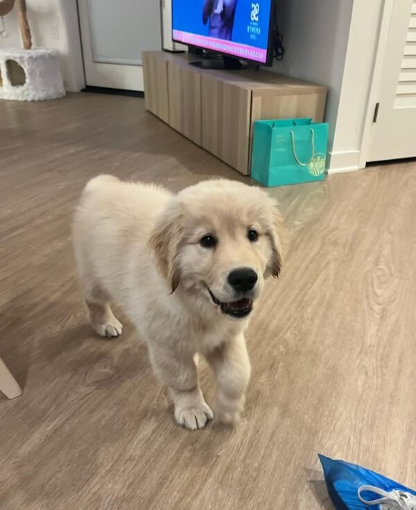 Max – The Loyal Friend   (8weeks)