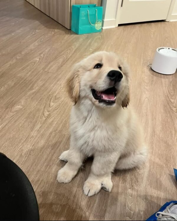 Max – The Loyal Friend   (8weeks) - Image 2