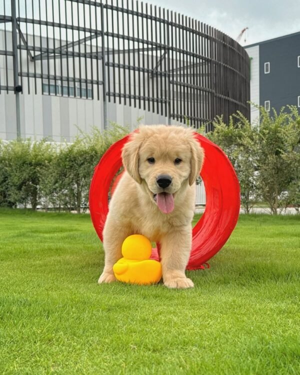 Luna – The Little Sunshine  (8weeks) - Image 2