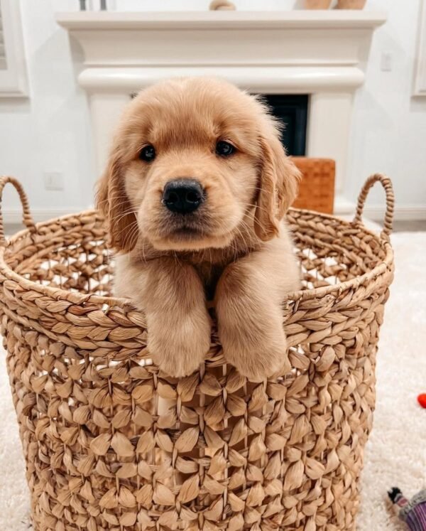 Daisy – The Sweetheart (8weeks) - Image 2