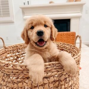 Daisy – The Sweetheart (8weeks)