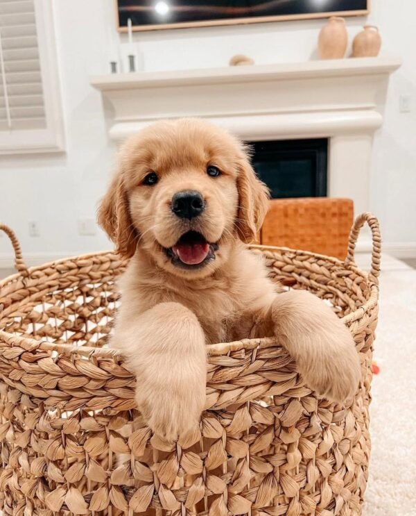 Daisy – The Sweetheart (8weeks)